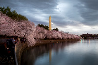 Cherry Blossoms at the Tidal Basin in Washington DC, 2023