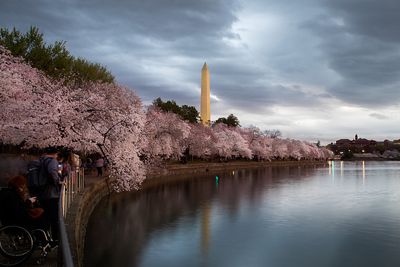 Cherry Blossoms at the Tidal Basin in Washington DC, 2023