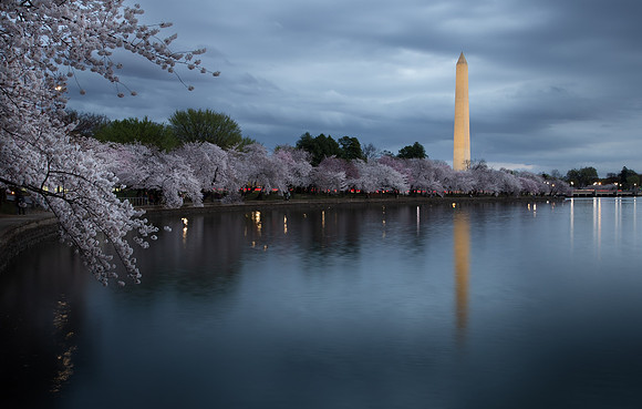 Cherry Blossoms at the Tidal Basin and Washington Monument in the background, Washington DC, 2023