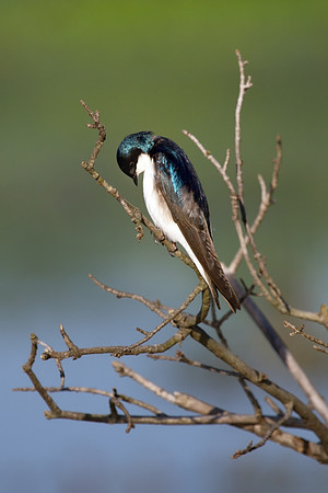 Tree Swallow