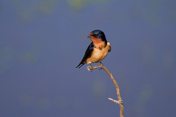 Barn Swallow