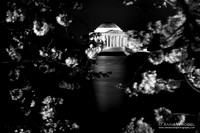 2017 Cherry Blossoms 2017