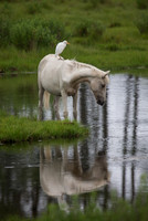 Chincoteague Ponies