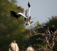Wood Storks