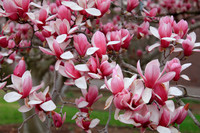 2018 Magnolias at the Smithsonian Castle
