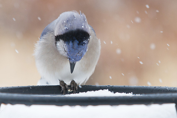 Backyard Birds - Blue Jay