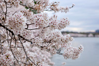2024 DC Cherry Blossoms