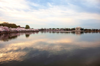 2025 Cherry Blossoms
