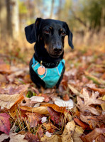 2024 Fauci's Fall Photoshoot