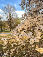 2025 Royal Star Magnolia